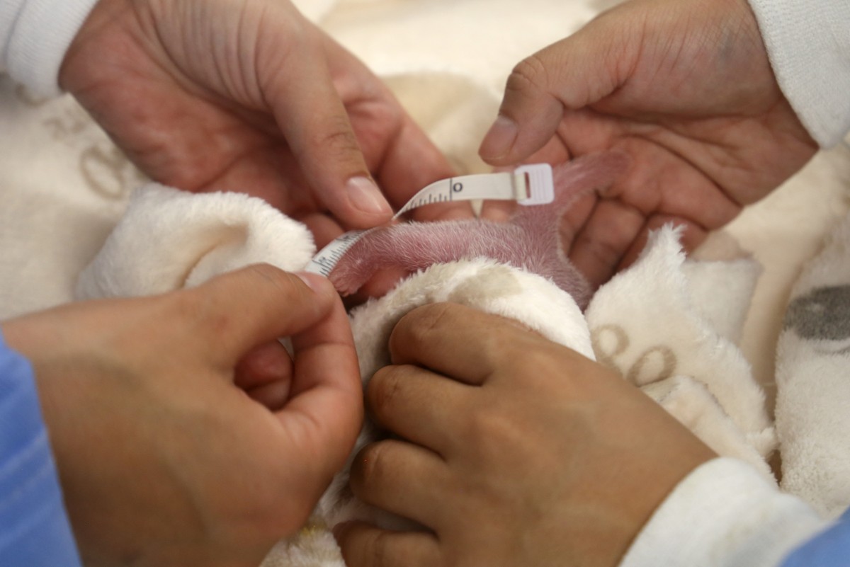 بالصور- ولادة صغيري باندا في حديقة حيوانات برلين وهما بصحة جيدة